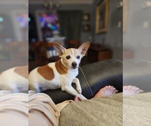 Rat Terrier Dogs for adoption in garner, NC, USA