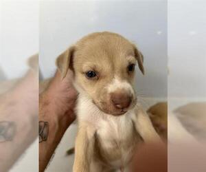 Labrador Retriever-Unknown Mix Dogs for adoption in Houston, TX, USA