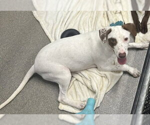 Labrador Retriever-Unknown Mix Dogs for adoption in Sterling, MA, USA