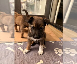 Mutt Dogs for adoption in Imlay City, MI, USA