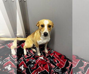 Beagle-Border Collie Mix Dogs for adoption in Corning, AR, USA