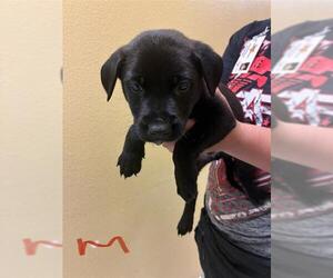 Dachshund-Unknown Mix Dogs for adoption in Modesto, CA, USA