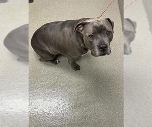 American Pit Bull Terrier-Unknown Mix Dogs for adoption in Las Vegas, NV, USA