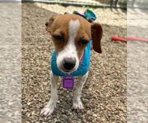 Chihuahua Dogs for adoption in Mukwonago, WI, USA