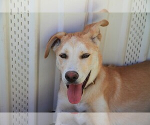 Alaskan Husky-Golden Retriever Mix Dogs for adoption in Alamogordo, NM, USA