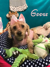 Poodle (Miniature) Dogs for adoption in Shreveport, LA, USA