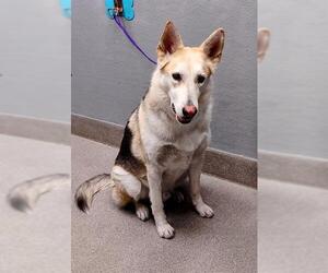 German Shepherd Dog-Siberian Husky Mix Dogs for adoption in Las Vegas, NV, USA