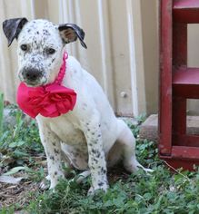 American Gointer Dogs for adoption in Bandera, TX, USA
