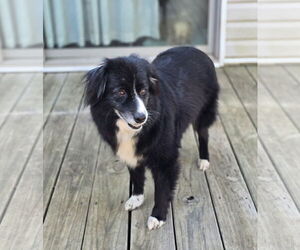 Australian Shepherd Dogs for adoption in Social Circle, GA, USA