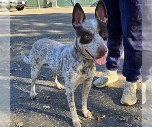 Mutt Dogs for adoption in Placerville, CA, USA