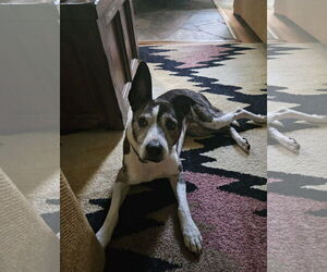 Mutt Dogs for adoption in Thomasville, NC, USA