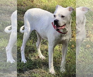 American Bulldog-Unknown Mix Dogs for adoption in Spotsylvania, VA, USA