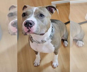 American Staffordshire Terrier-Unknown Mix Dogs for adoption in Lake Forest, CA, USA