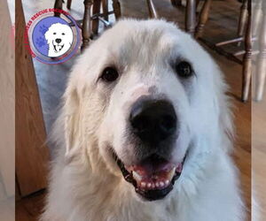 Great Pyrenees Dogs for adoption in Spring, TX, USA