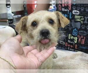 Mutt Dogs for adoption in Riverside, CA, USA