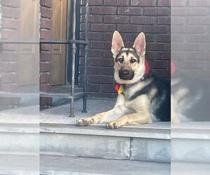 German Shepherd Dog Dogs for adoption in Sandy, UT, USA