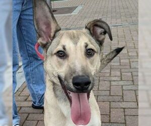 German Shepherd Dog Dogs for adoption in Cupertino, CA, USA