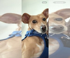 Dachshund Dogs for adoption in Menifee, CA, USA