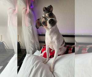 Chihuahua Dogs for adoption in Mukwonago, WI, USA