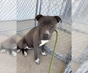 American Pit Bull Terrier Dogs for adoption in Bakersfield, CA, USA