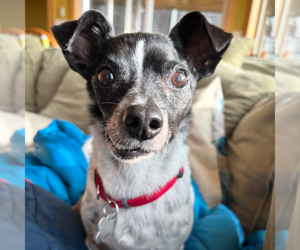 Rat Terrier-Unknown Mix Dogs for adoption in Atlanta, GA, USA