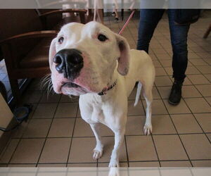 Dogo Argentino-Unknown Mix Dogs for adoption in Ocala, FL, USA