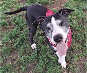 American Pit Bull Terrier Dogs for adoption in Bakersfield, CA, USA