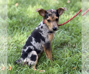 Mutt Dogs for adoption in Yardley, PA, USA