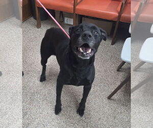 American Pit Bull Terrier-Unknown Mix Dogs for adoption in Martinsburg, WV, USA