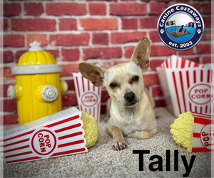 Chihuahua-Unknown Mix Dogs for adoption in Arcadia, FL, USA