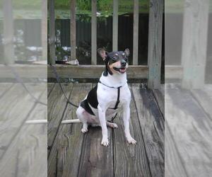 Jack Russell Terrier Dogs for adoption in Ocean Springs, MS, USA