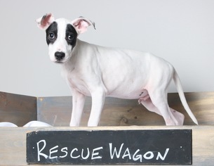 Medium Photo #1 Pointer Puppy For Sale in Eden Prairie, MN, USA