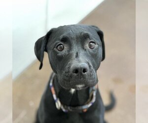 Rottweiler-American Pit Bull Terrier Dogs for adoption in Kanab, UT, USA