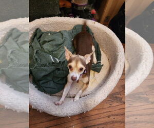 Chihuahua-Unknown Mix Dogs for adoption in Amarillo, TX, USA