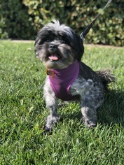 Shih Tzu Dogs for adoption in La Verne , CA, USA