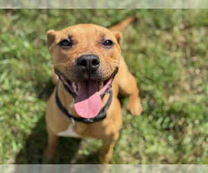 American Pit Bull Terrier-Unknown Mix Dogs for adoption in Tulsa, OK, USA