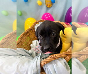 Labrador Retriever-Unknown Mix Dogs for adoption in Bryant, AR, USA