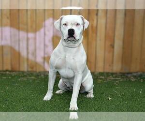 Mutt Dogs for adoption in West Valley, UT, USA