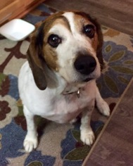 Beagle Dogs for adoption in Palm Harbor, FL, USA