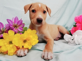 Labrador Retriever Dogs for adoption in Chicago, IL, USA