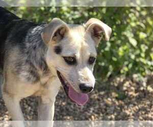 Mutt Dogs for adoption in Anniston, AL, USA
