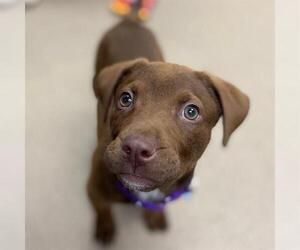 Chesapeake Bay Retriever-Unknown Mix Dogs for adoption in Aurora, CO, USA