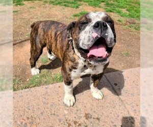 Bulldog Dogs for adoption in Phoenix, AZ, USA