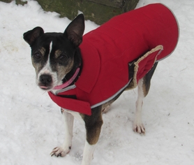 Small Rat Terrier Mix