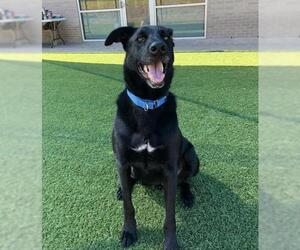 Labrador Retriever-Unknown Mix Dogs for adoption in Brooklyn, NY, USA
