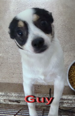 Papillon-Unknown Mix Dogs for adoption in Coleman, TX, USA