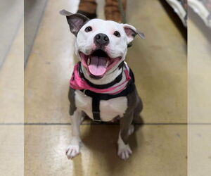 American Pit Bull Terrier Dogs for adoption in Rockville, MD, USA