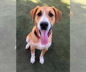 American Foxhound Dogs for adoption in San Francisco, CA, USA
