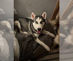 Siberian Husky Dogs for adoption in Carrollton, TX, USA