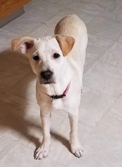 Mutt Dogs for adoption in Indianapolis, IN, USA